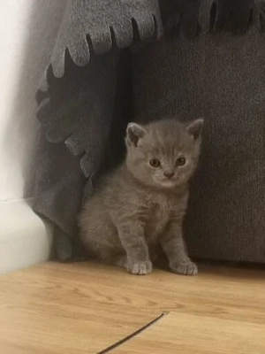 BKH Kitten erst im Juli abgabebereit