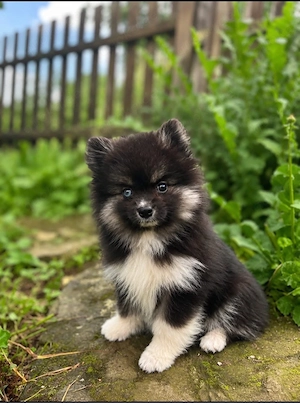 Pomsky Welpen