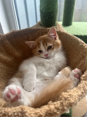 Katze Hauskatze