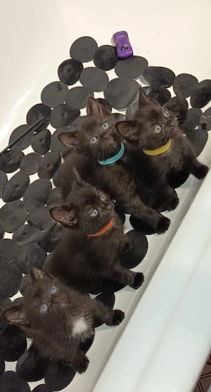 4 verspielte EKH Kitten zu verkaufen 