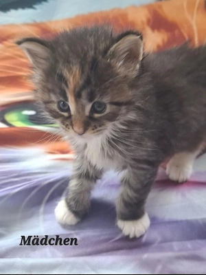 Zuckersüße Maine Coon Kitten 