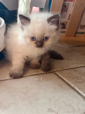 BKH Kitten Kater und Katzen 