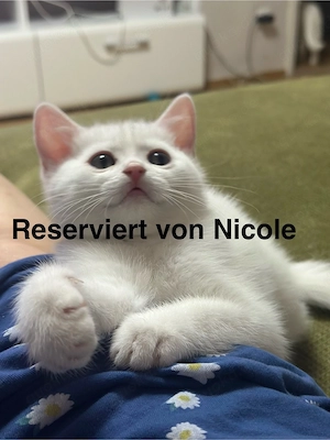 BKH Katzenbabys