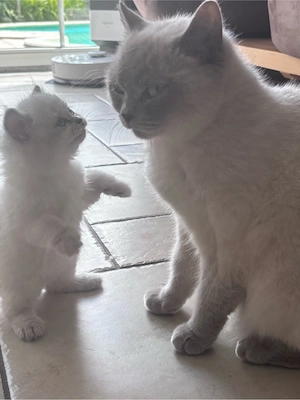 BKH Kitten Kater und Katzen 