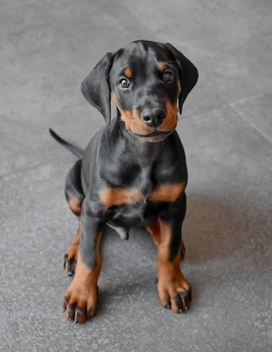 12 Wochen alter Dobermann-Rüde