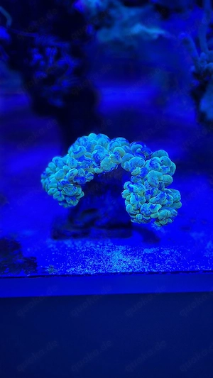 Meerwasser Aquarium Korallen LPS Blasenkoralle
