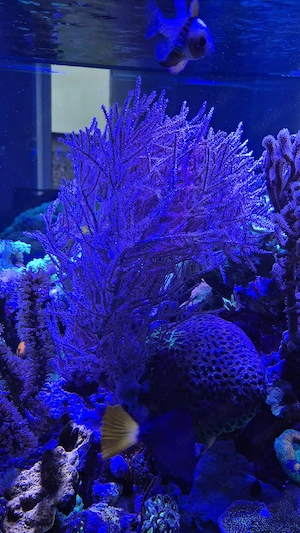 Meerwasser Aquarium Korallen Gorgonie Hornkoralle Pinnigorgia sp.  Bild 2