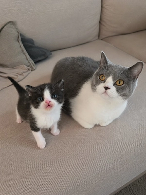 BKH Bicolour Katze mit Kitten sucht gemeinsam liebevolles Zuhause