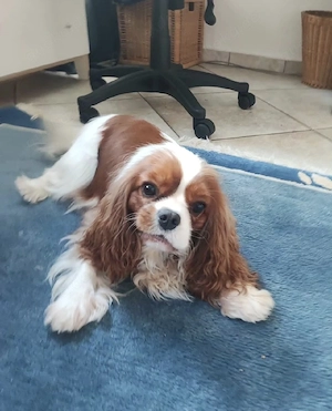 Cavalier King Charles Spaniel zu verkaufen