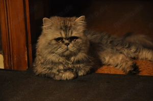 Persa Kater Unkastriert 3 Jahre 