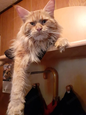 Zuckersüße Maine Coon Kitten Bild 5