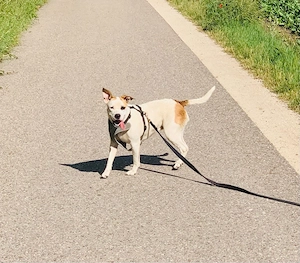 Mini Bullterrier-Französische Bulldogge