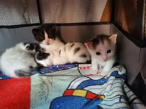 Kitten, suchen neues Zuhause