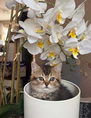 BKH Kitten Junge 
