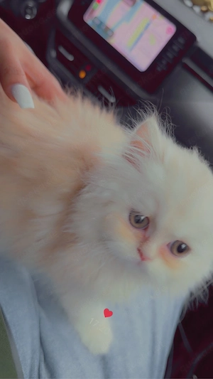 perser katze