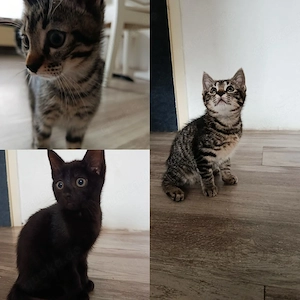 3 Kitten suchen ein neues Zuhause 