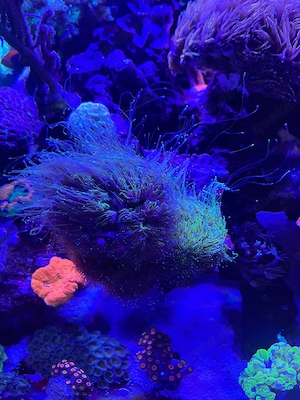Meerwasser Aquarium Korallen LPS Galaxea 