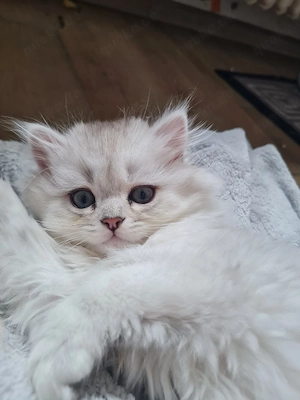Kater und Katze kitten 13 Wochen