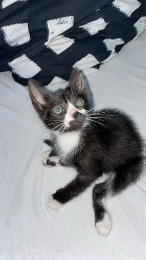 katzen baby