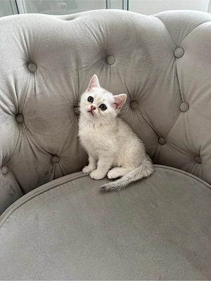 BKH Kitten Kater