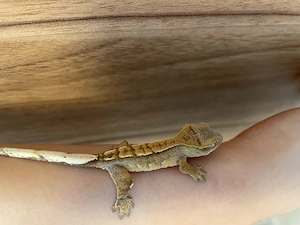 Kronengecko - Correlophus ciliatus
