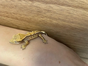 Kronengecko - Correlophus ciliatus