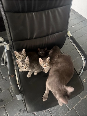 Kitten suchen ein Zuhause