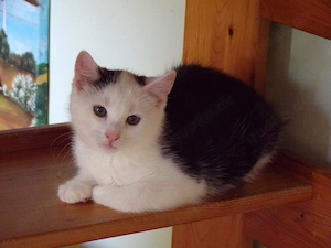 Junger Kater sucht ein Zuhause