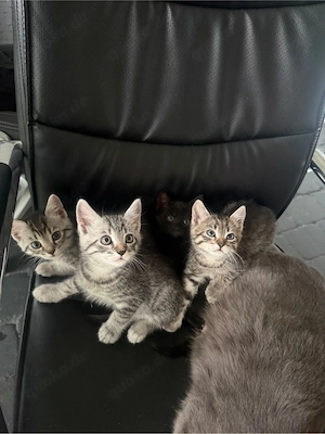 Kitten suchen ein Zuhause