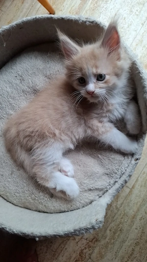 Süsse,reinrassige Maincoon Babys
