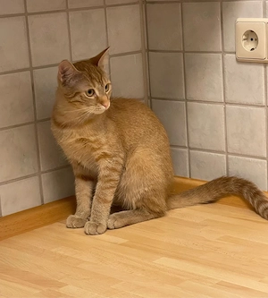     Junger Kater (8 Monate) in liebevolle Hände abzugeben.