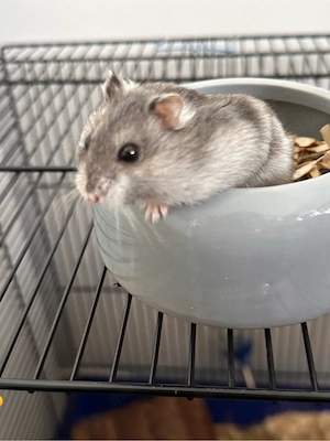 6 hamster zu verkaufen   
