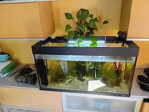 Axolotl mit Aquarium  200L