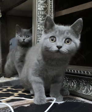 Bkh Britische kurzhaar-kitten