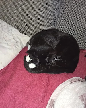kater Paul in gute Hände zu vermitteln 