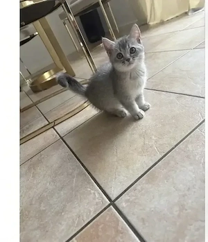 bkh kitten