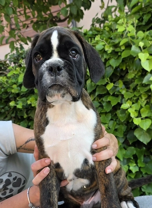 Deutscher Boxerwelpe Junge