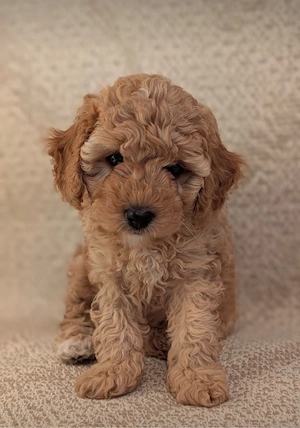 Süsse Cockapoo Mix Welpin sucht ein zuhause 