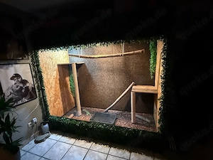 Grüner Leguan Mit Großem terrarium