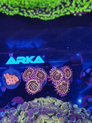 Zoa Stratosphere 
