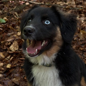 Süße Mini Shepherd sucht erfahrendes Zuhause