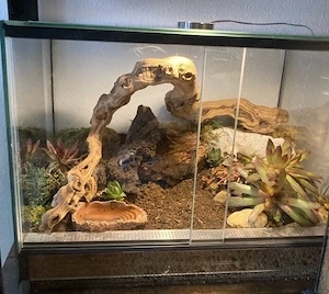 Brachypelma hamorii Vogelspinne mit Terrarium