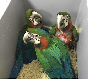    Wunderschöne Militäraras (Military Macaws)   Auf der Suche nach einem liebevollen Zuhaus