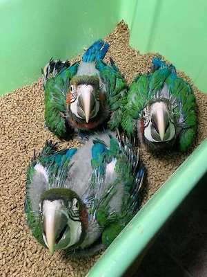    Wunderschöne Militäraras (Military Macaws)   Auf der Suche nach einem liebevollen Zuhaus