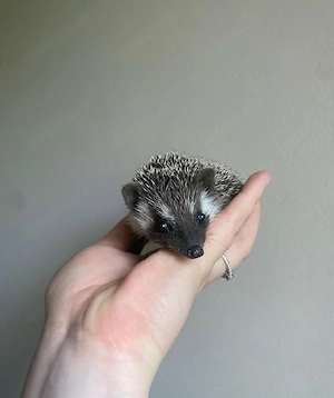 Zauberhafte Baby-Igel   Männchen & Weibchen verfügbar   