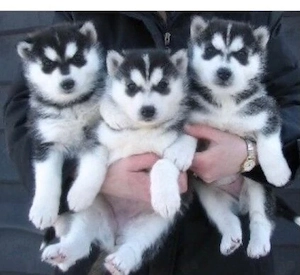 Reinrassige Siberian Husky Welpen Hunde  mit Blaue Augen