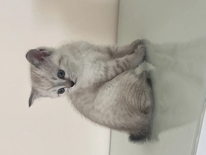 BKH Prinzessin, 3 Monate alt, sucht ein neues Zuhause