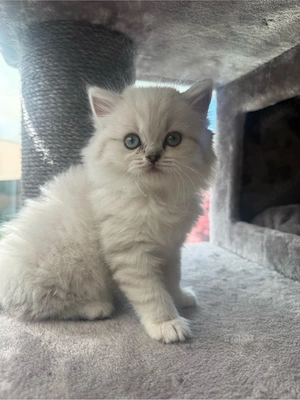 Bkh Kitten zu verkaufen 
