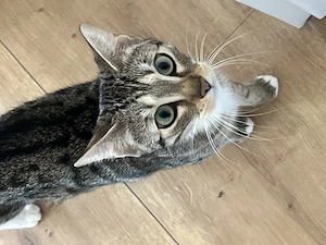Bengal Prinzessin 15 Monate alt sucht ein neues Zuhause