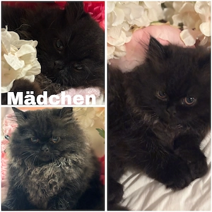 Perser Kitten suchen absofort ein neues Zuhause 